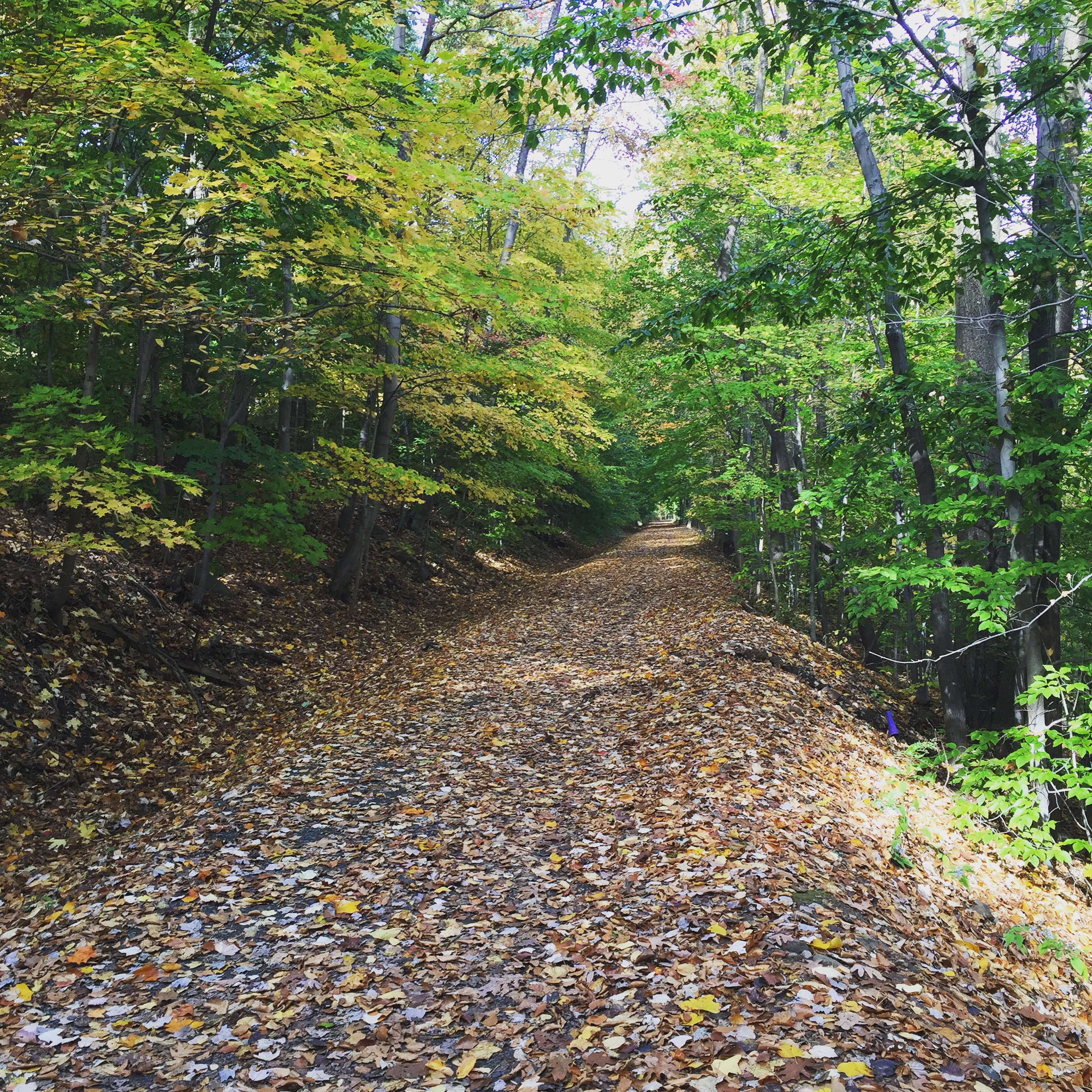 Leaf-covered Old Erie Path passing through woods in Piermont